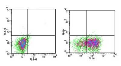 IL-3R alpha/CD123 Antibody (6H6) [DyLight 488] (NB600-1185G): Novus ...